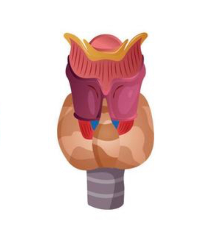 Ultrasonido de tiroides