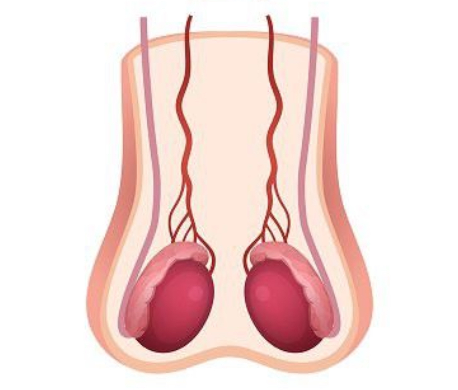 Ultrasonido testicular