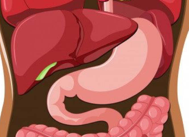 Ultrasonido Abdomen Superior