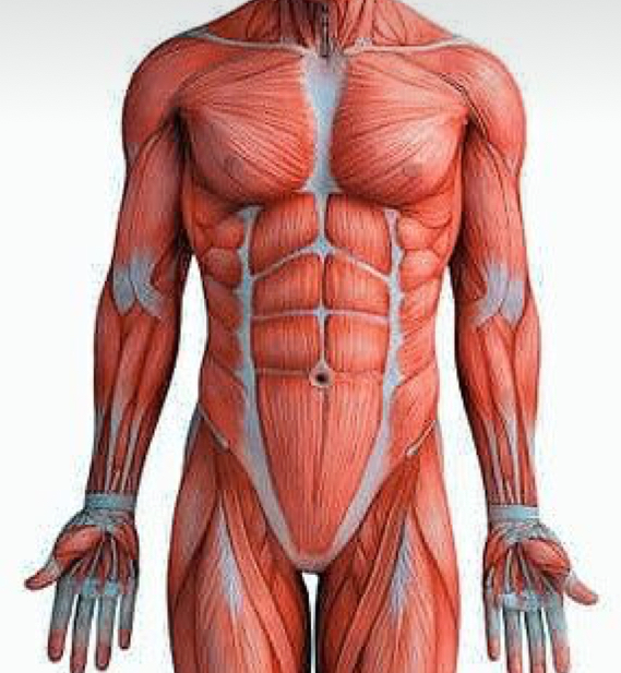 Ultrasonido de partes blandas / músculo-esquelético