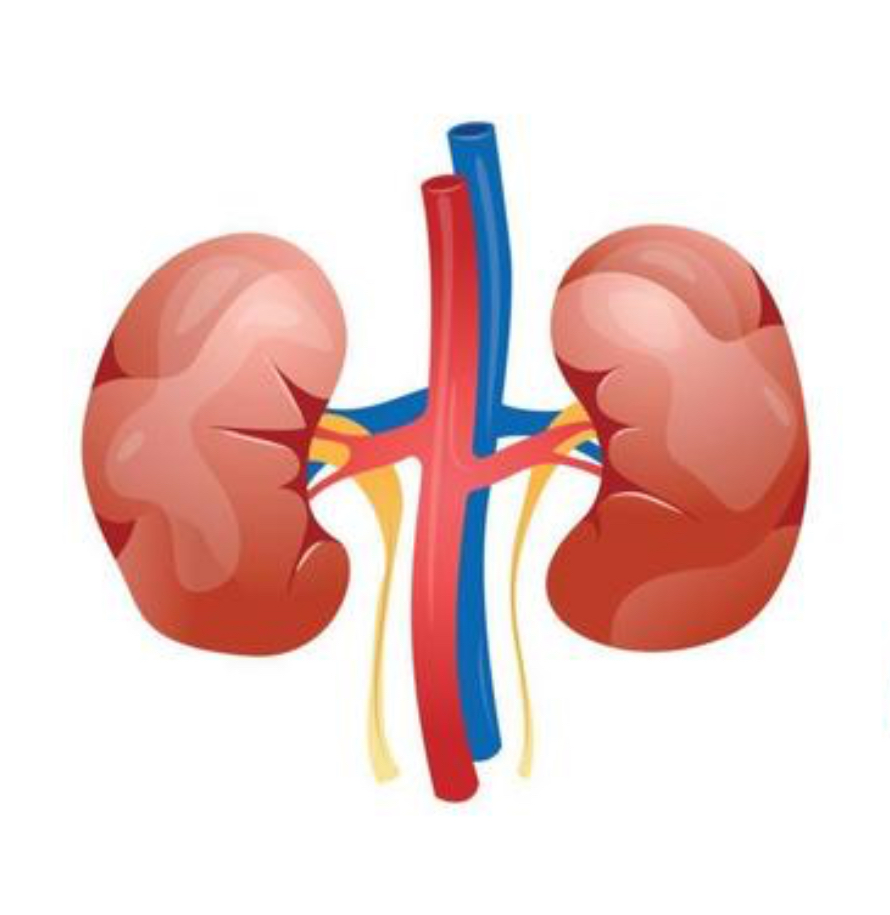 Ultrasonido renal y vías urinarias