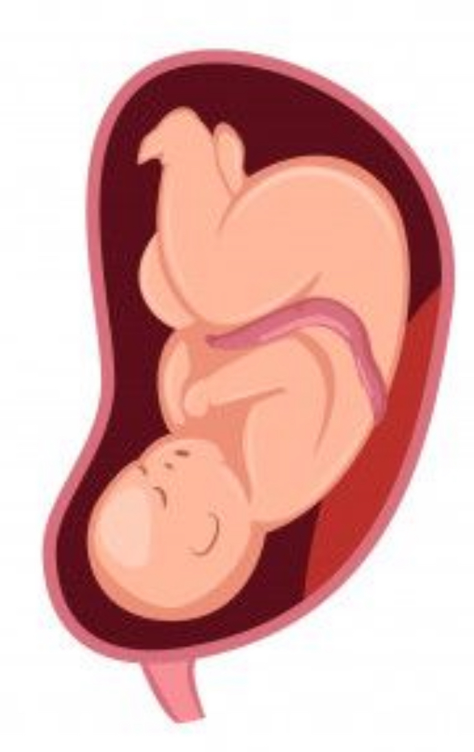 Ultrasonido obstétrico de control 2º/3º trimestre